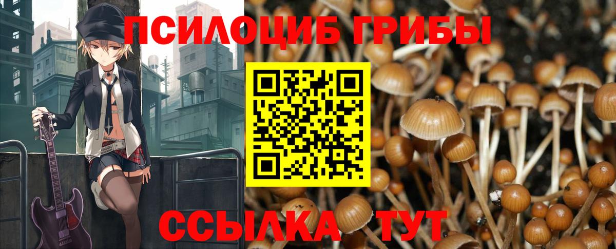 Псилоцибиновые грибы Cubensis Котовск